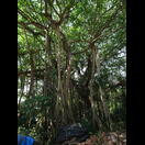 Kräftige Luftwurzeln einer Würgefeige